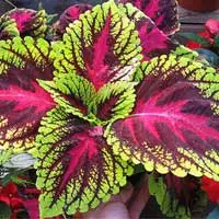 Coleus Forskohlii root extract research on fat metabolism used in Sugar Defender